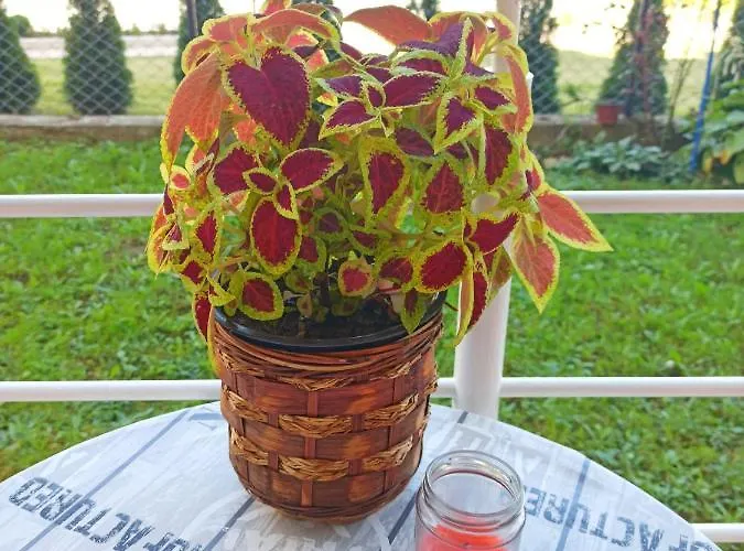 Apartman Sunce Apartment Vrnjacka Banja